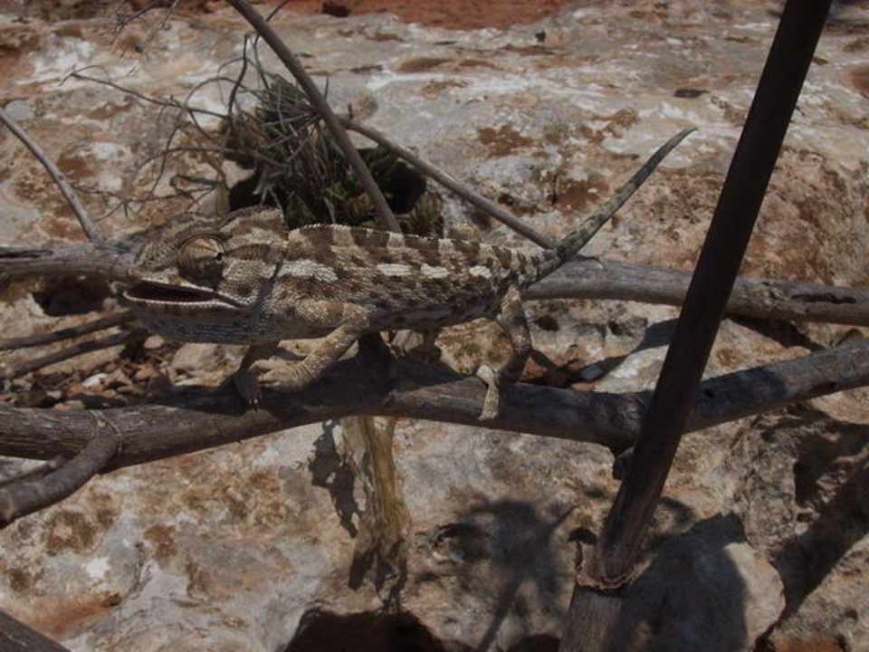 Kamelion auf Comino Comino Hotel & Bungalows