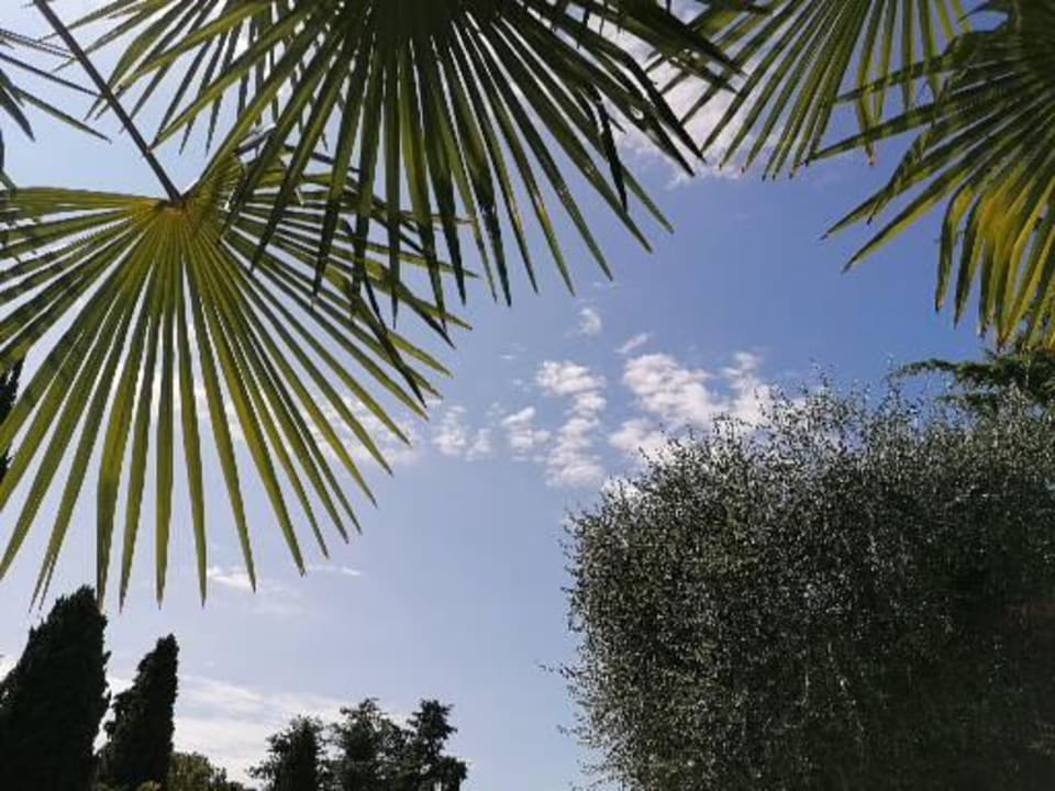 Pool Hotel Palme & Suite