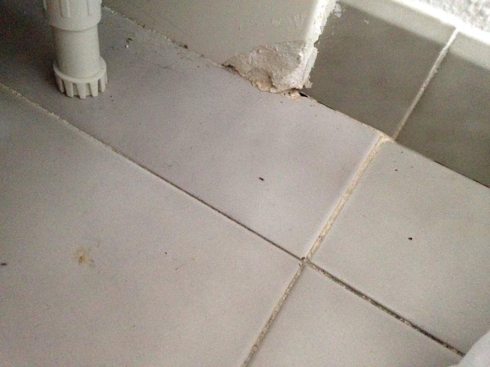 Ameiseneingang ins  Zimmer  HSM Lago Park