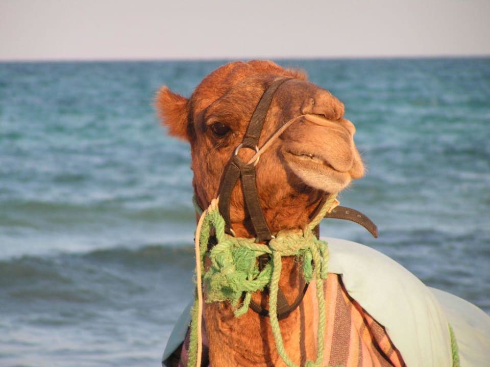 Kamel am Strand Djerba Aqua Resort