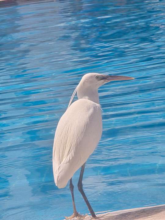 Pool Coral Sun Beach