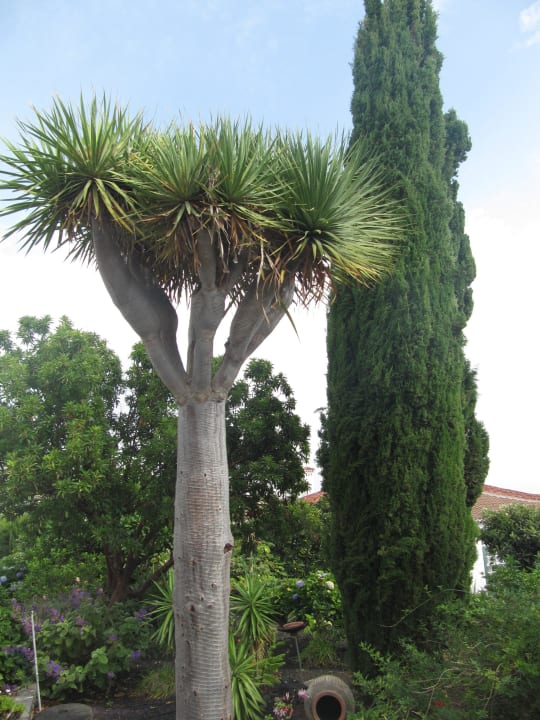 Drachenbaum Melia La Palma Hotel