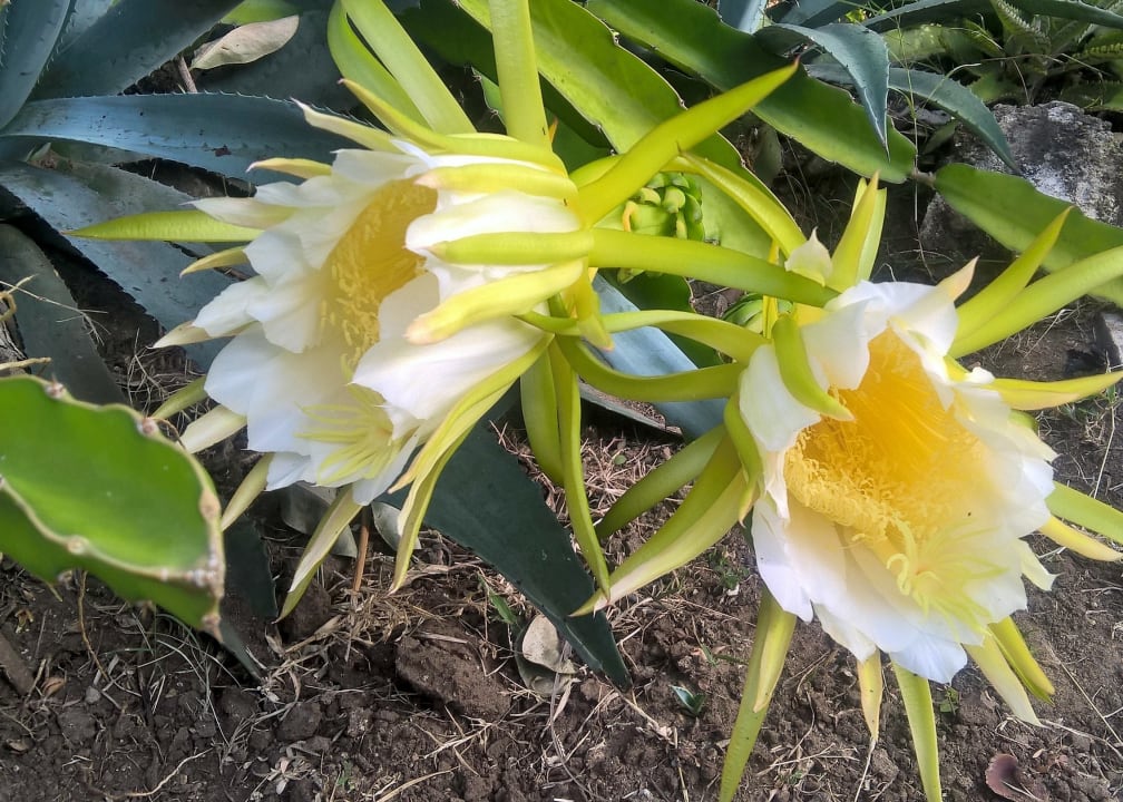 Kaktusblühte Bahari Beach Hotel