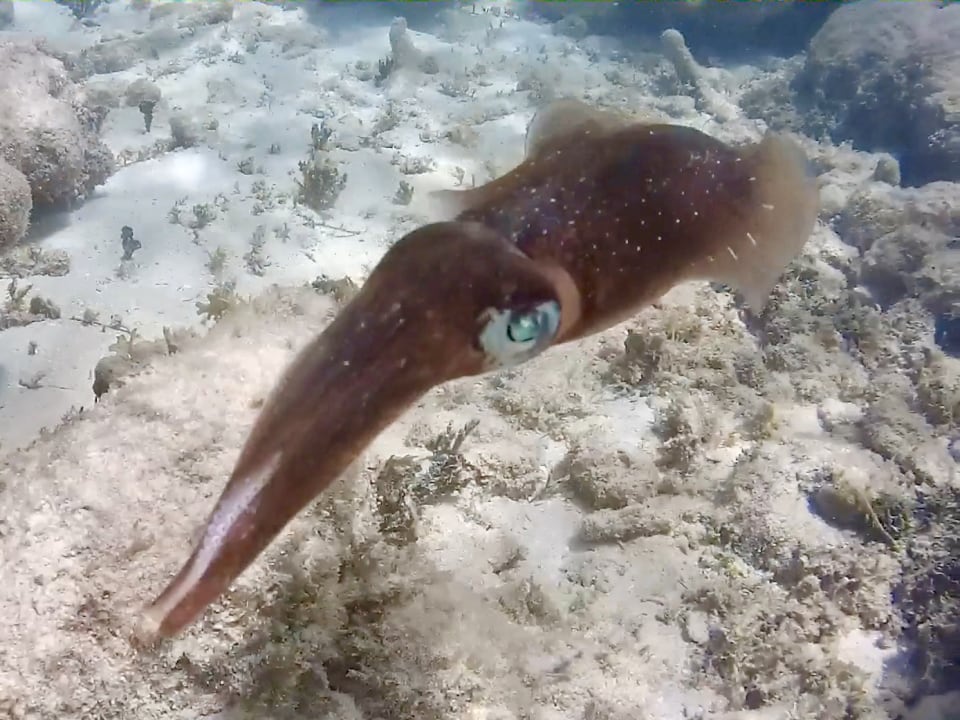 Sport & Freizeit Akumal Bay Beach & Wellness Resort