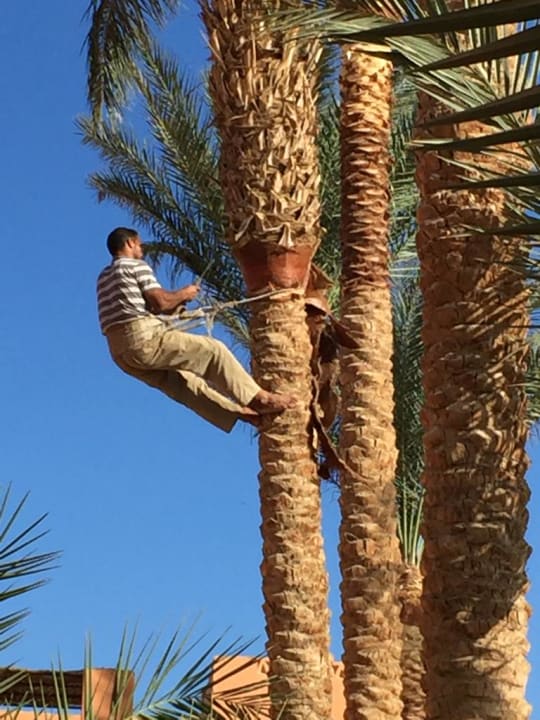 Gartenanlage Jaz Makadi Oasis Resort