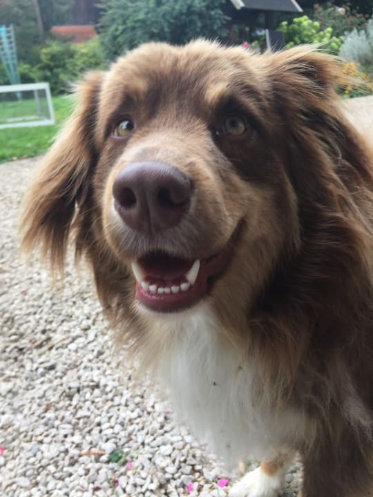 Sonstiges Höglerhof  Ferienwohnung Westenburger