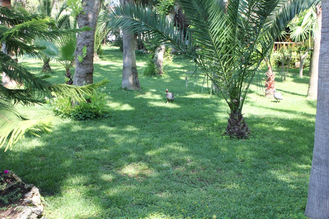 Palmen ohne Ende  Botanik Hotel & Resort