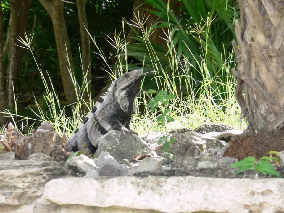 Leguan Hotel Riu Tequila