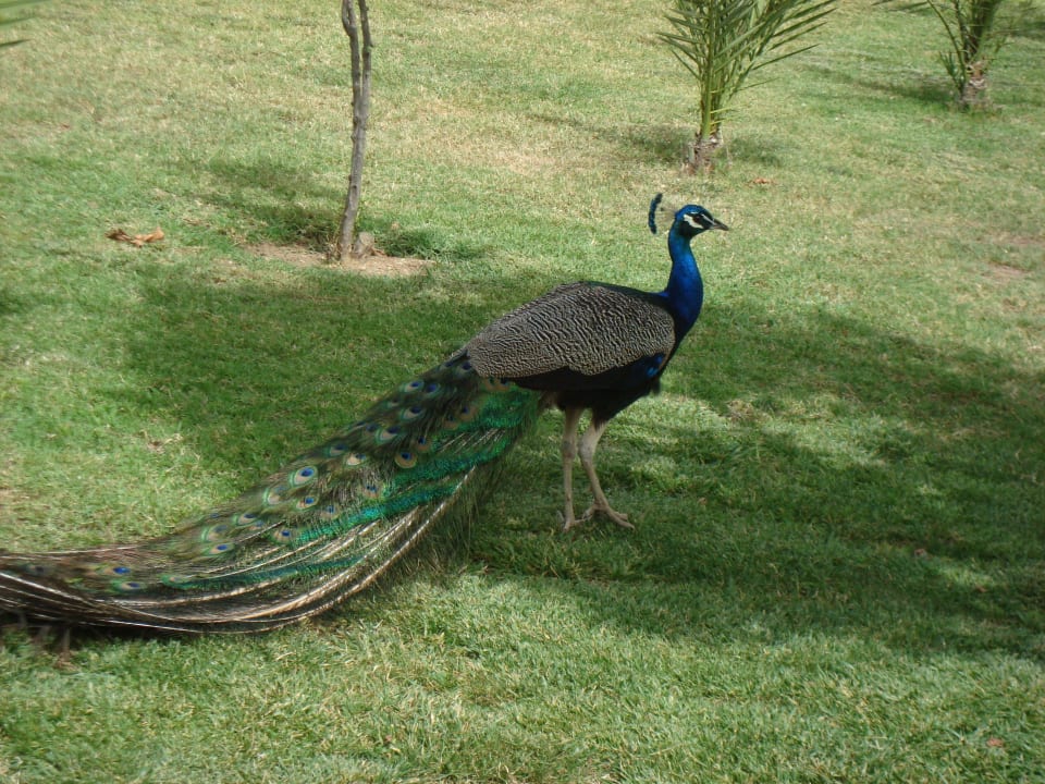 Павлин Seaden Sea World Resort & Spa