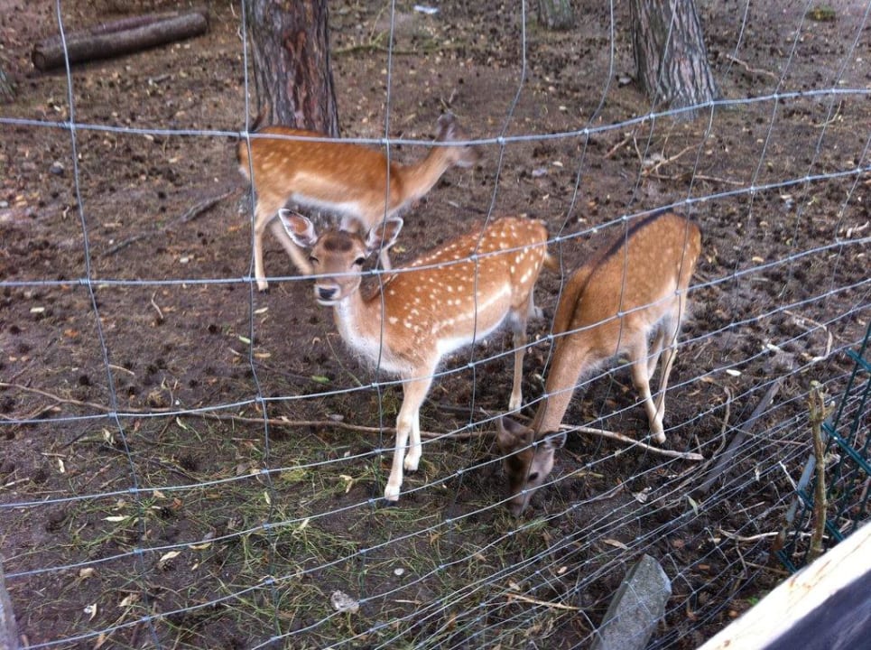 Streichelzoo direkt neben dem Hotel Hotel Gravelotte