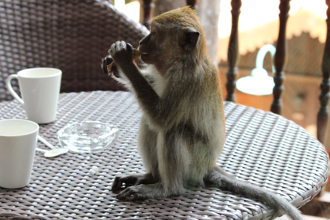 Unser Nachmittagskaffee Berjaya Langkawi Resort