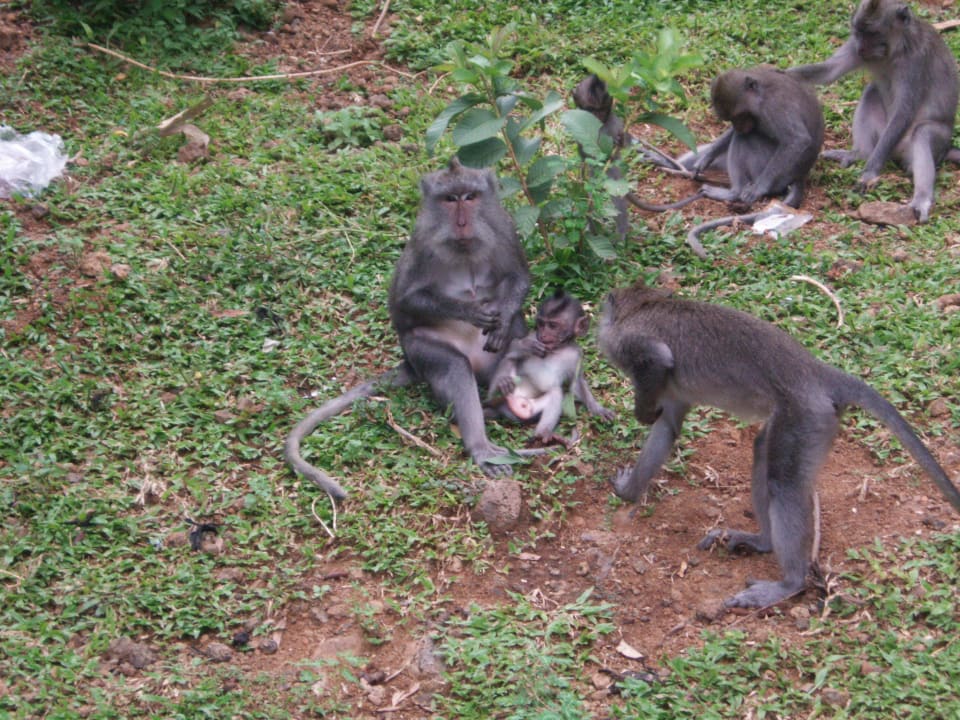 Affenfamilie Hotel Kubu Indah Dive & Spa Resort