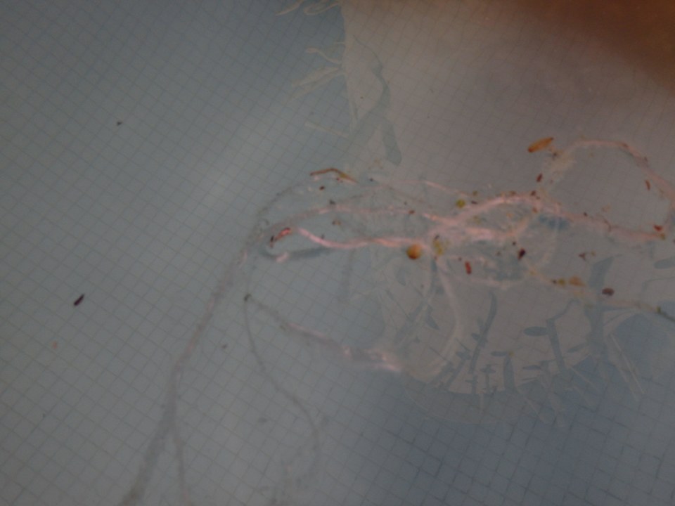 Pool 3 Tage nicht benutzbar... Grand Makadi