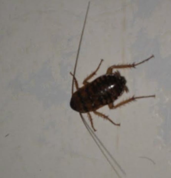 Gastro La Rosa Waves Beach - Couple & Families Only