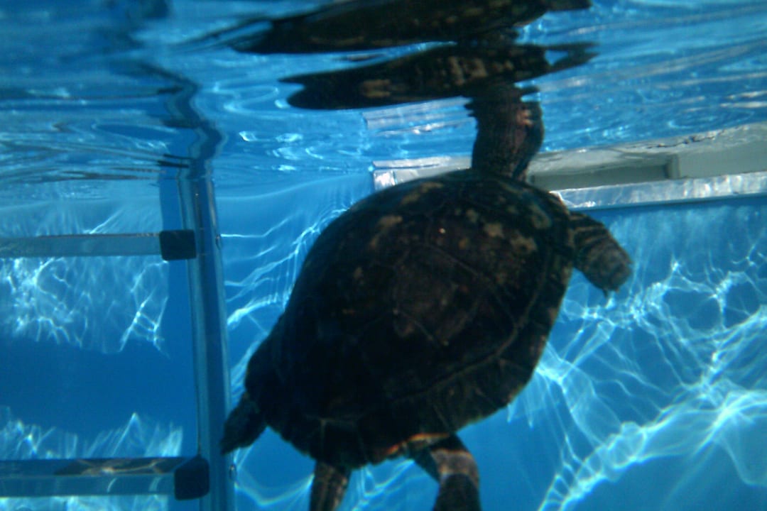 Pool S'Fleckli Bioland Ferienbauernhof