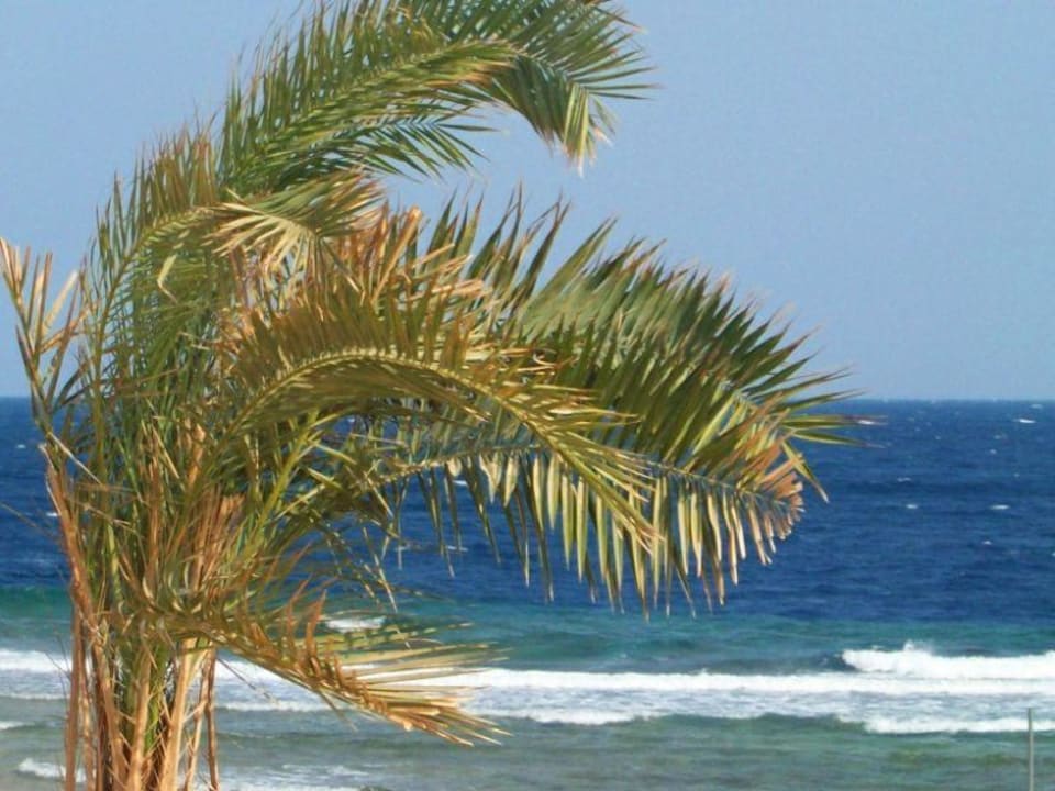 Blick auf das Meer Three Corners Sea Beach Resort