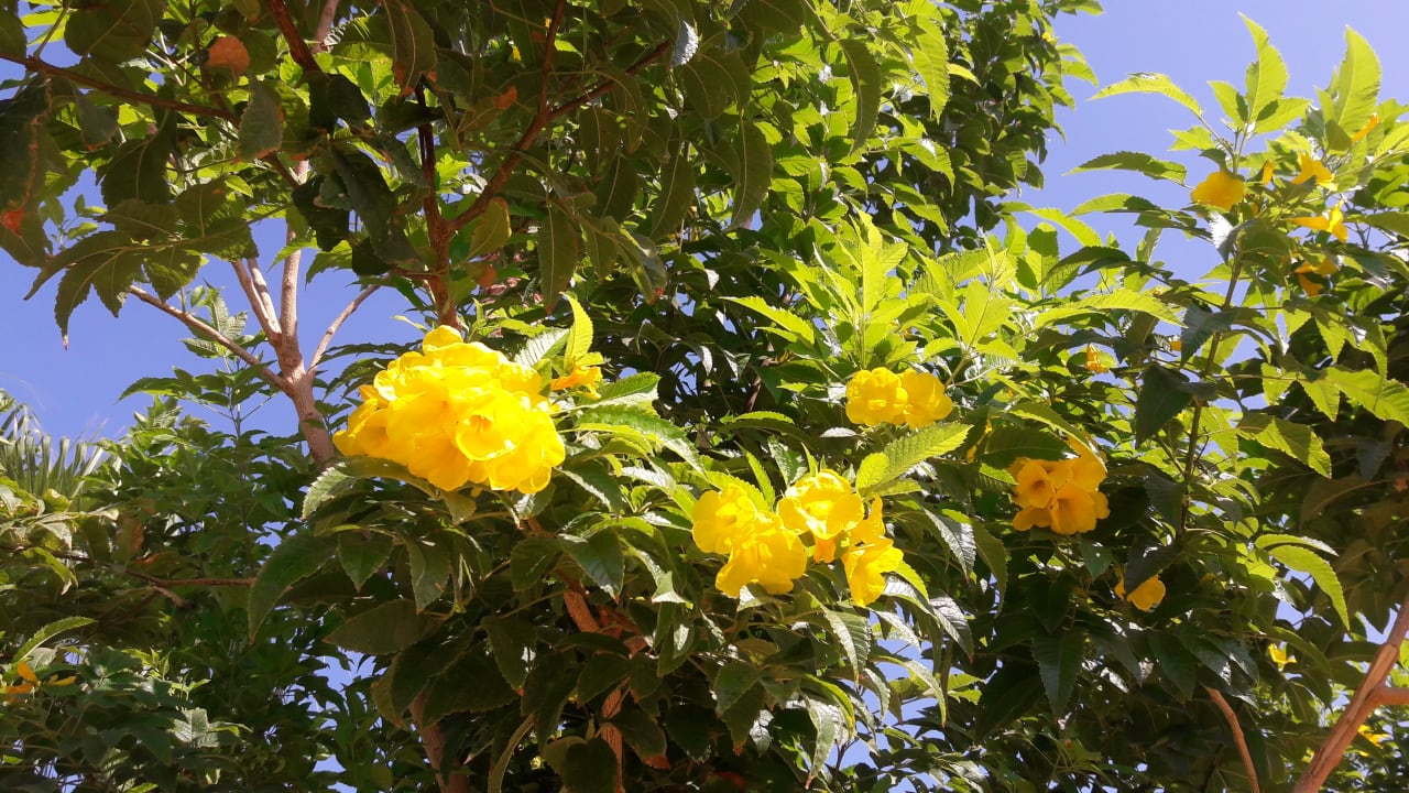 Gartenanlage Pickalbatros Royal Grand Resort - Sharm El Sheikh