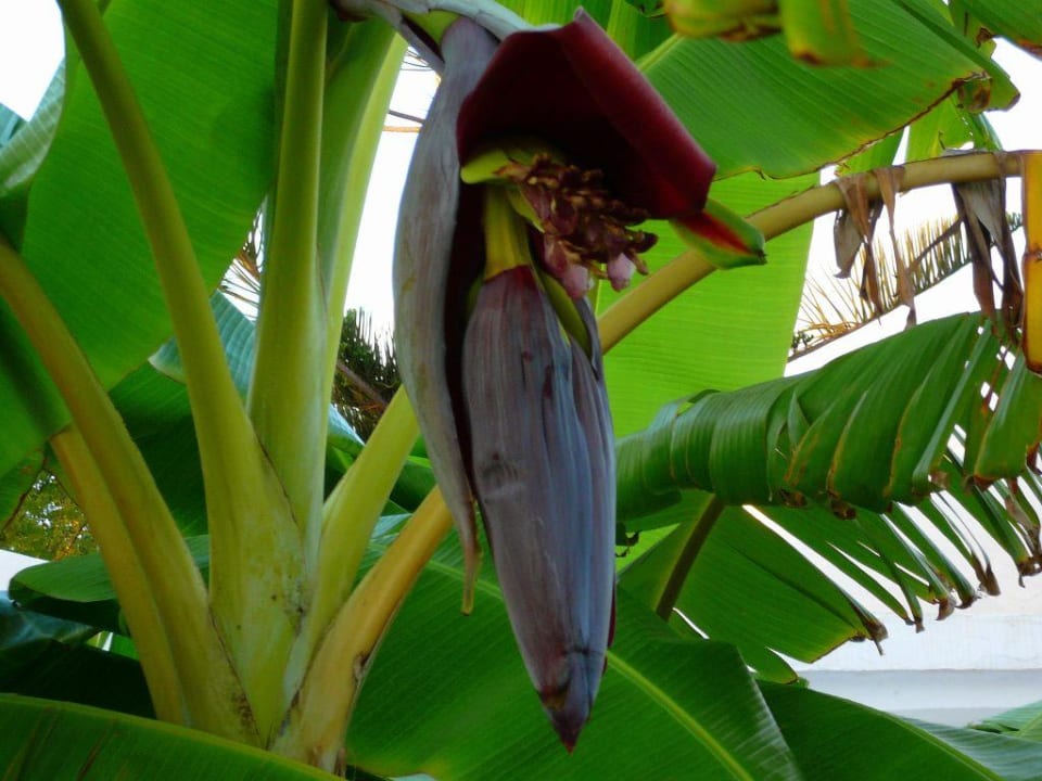 Bananenblüte im Garten Bungalows Cordial Sandy Golf