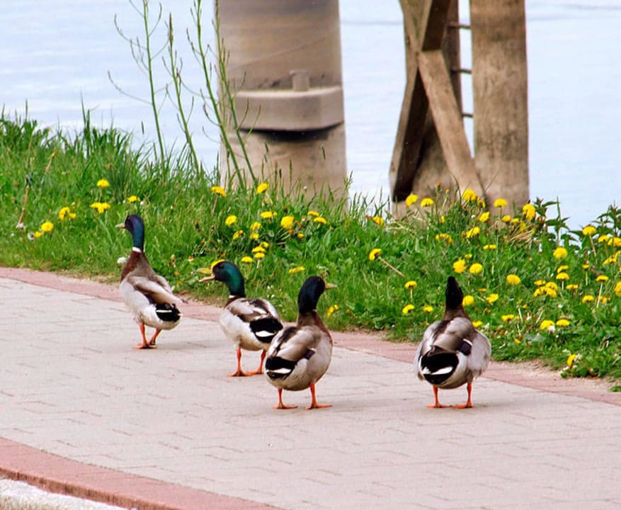 Ausblick Elbhotel am Hafen