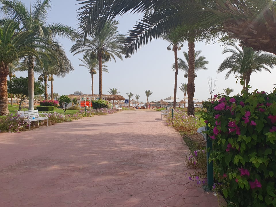 Gartenanlage Desert Rose
