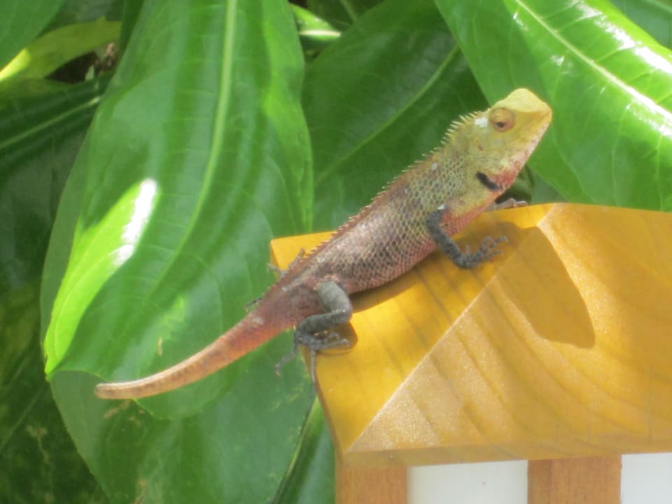 Gekko Vilamendhoo Island Resort & Spa