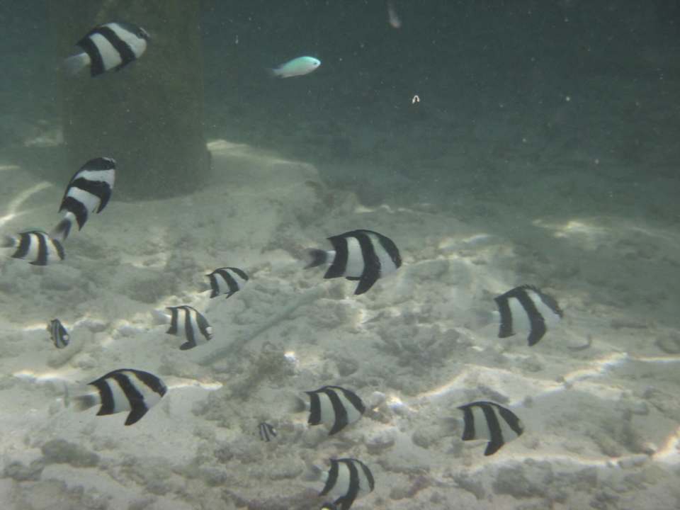 Strand Meeru Maldives Resort Island