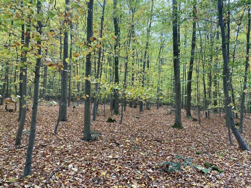 Sonstiges JUFA Hotel Königswinter