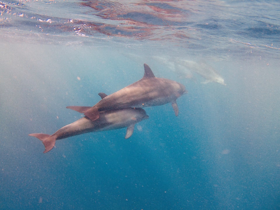 Sport & Freizeit Mövenpick Resort El Quseir