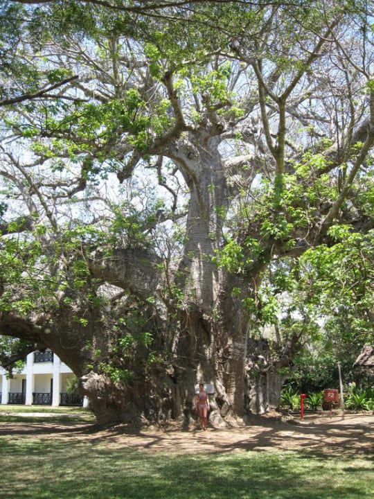 Über 500 Jahre alter Baobab Baum "ein Riese " Hotel Papillon Lagoon Reef
