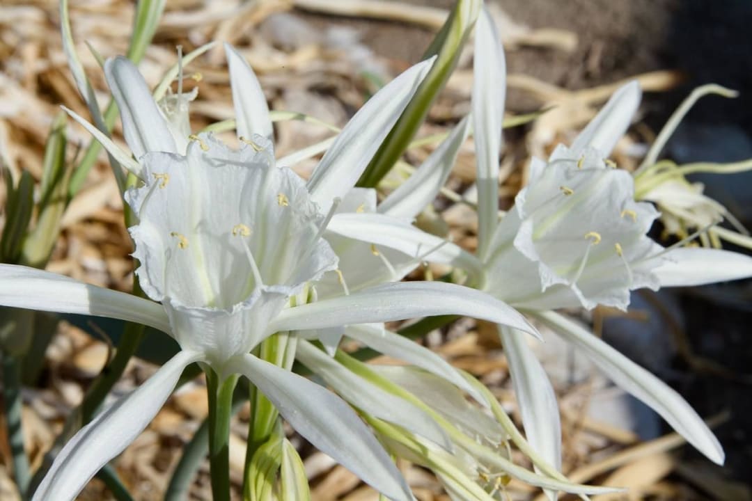 The flower of the sand Irene Palace Beach Resort Club alltoura
