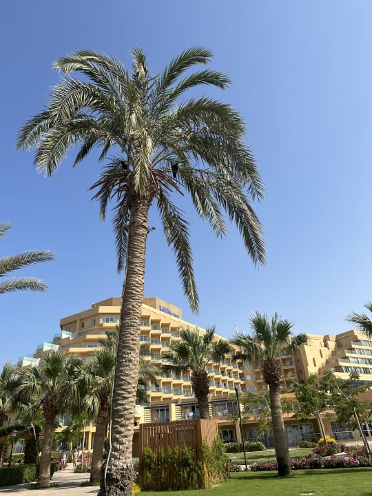 Außenansicht Hilton Hurghada Plaza