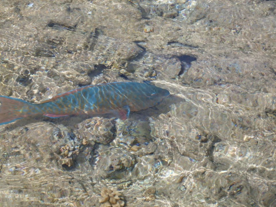Fisch am Riff  Xperience Kiroseiz Parkland Resort