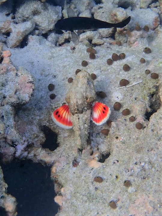 Sport & Freizeit Filitheyo Island Resort