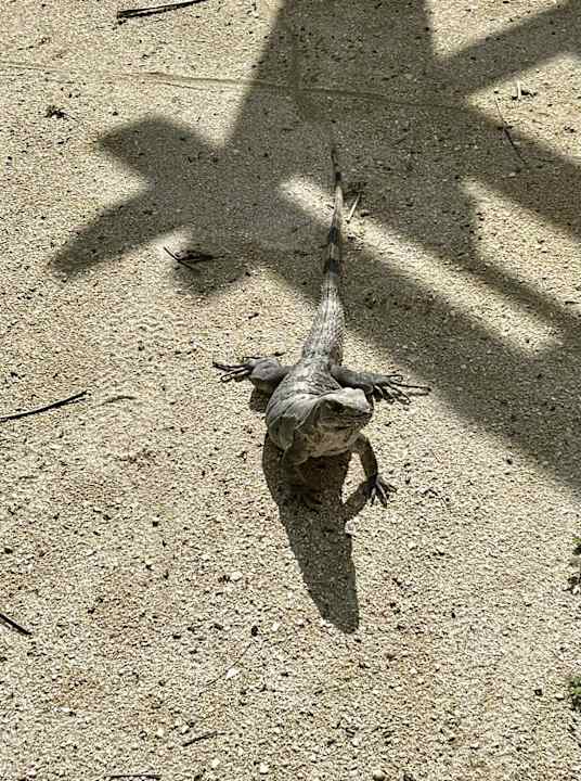 Gartenanlage Akumal Bay Beach & Wellness Resort