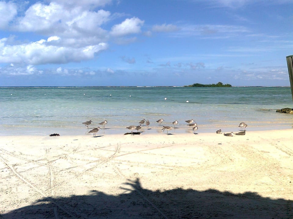 Strand Zoetry Montego Bay