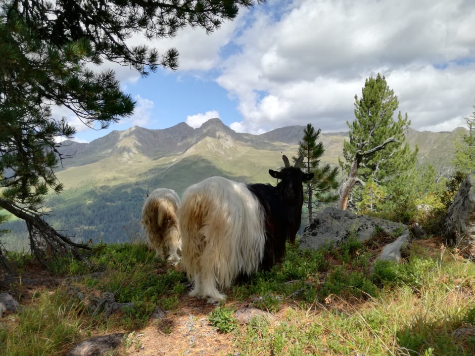 Sonstiges Feldererhof - Urlaub am Bauernhof