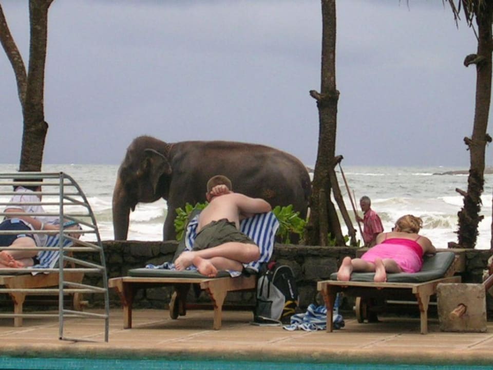 Elefant am Strand Thaala Bentota