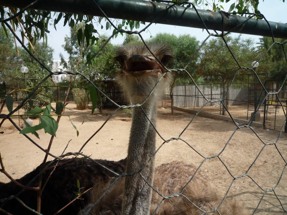 Strauß, vom Minizoo Mahdia Beach & Aquapark