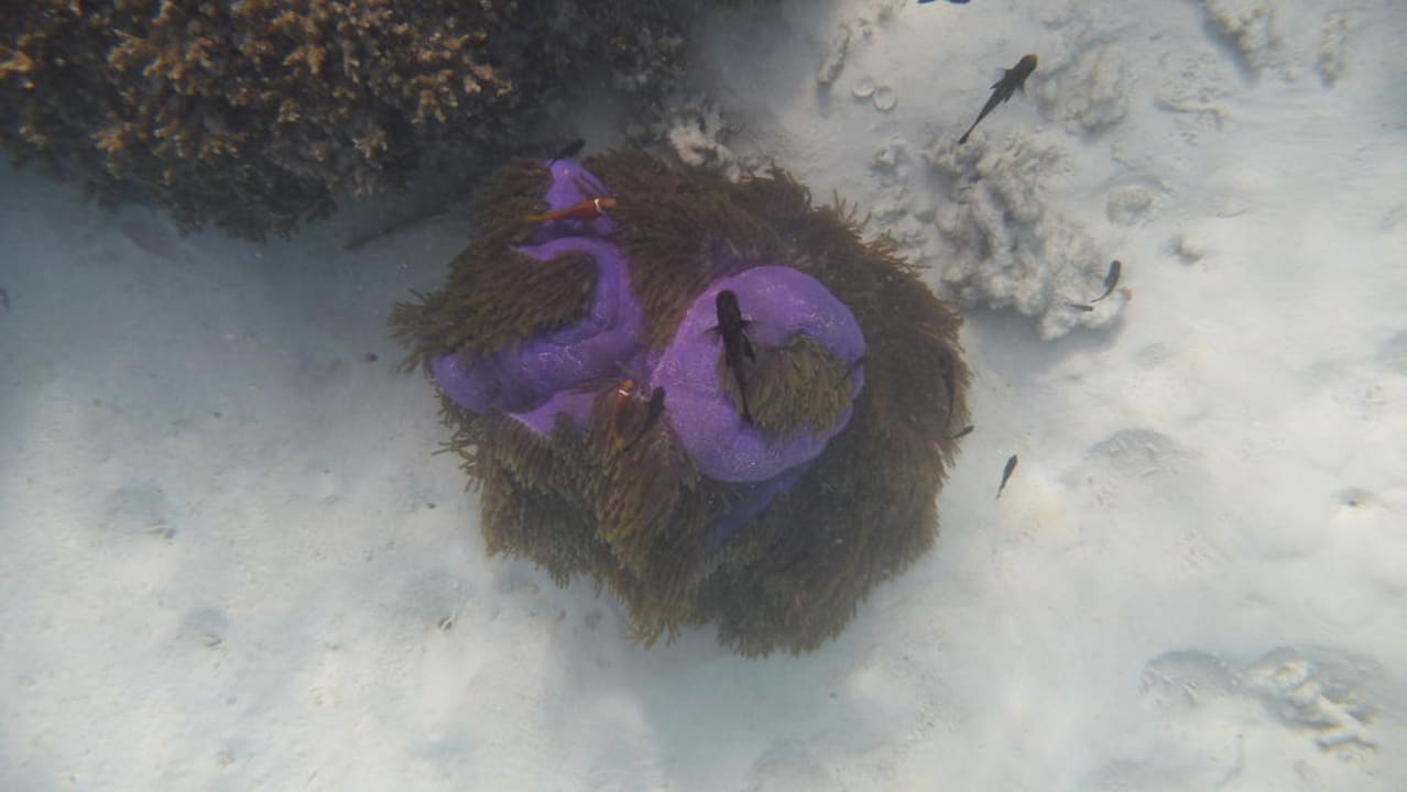 Prachtanemone und Anemonenfisch Kuramathi Maldives