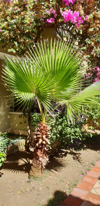 Garten Club Dizalya