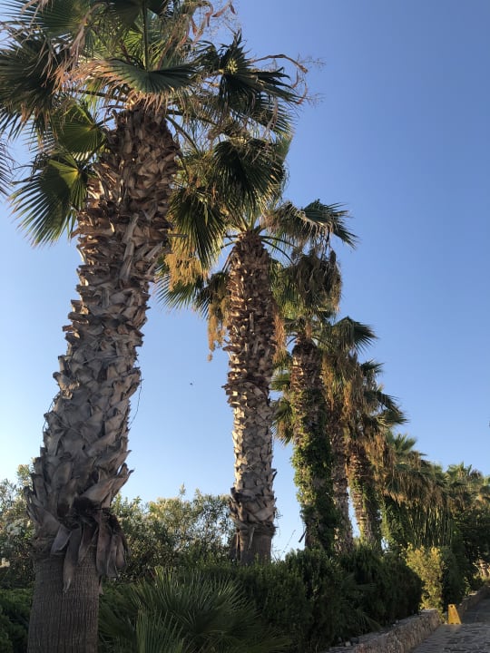 Gartenanlage Minos Imperial Beach Resort Milatos Crete