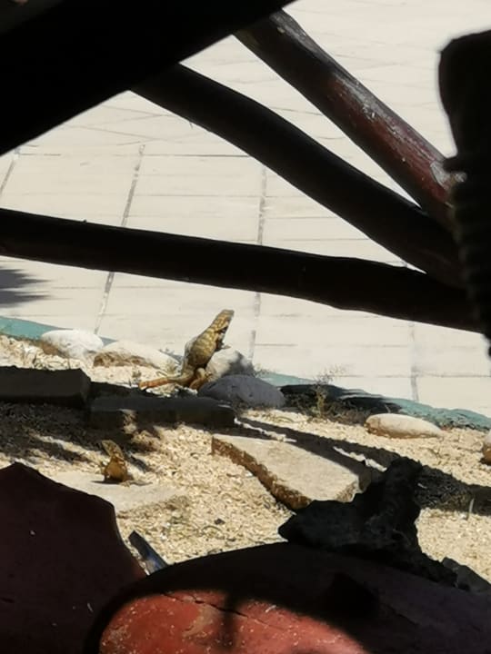 Gartenanlage Brisas Guardalavaca Hotel & Villas