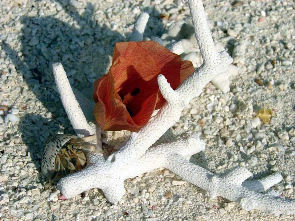 Einsiedlerkrebs auf Wanderung Summer Island Maldives