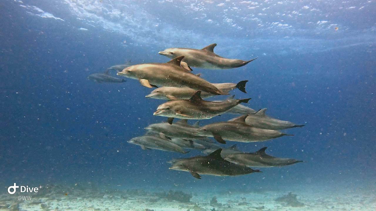 Sport & Freizeit Ocean Paradise Resort & Spa