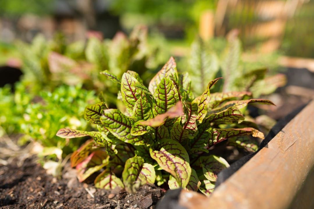 Gartenanlage Hotel Gasthof Kröll