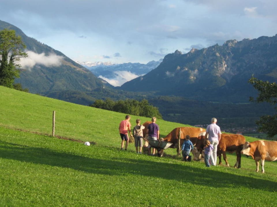 Unsere Kälber auf der Weide neben dem Bauernhof Kochhof