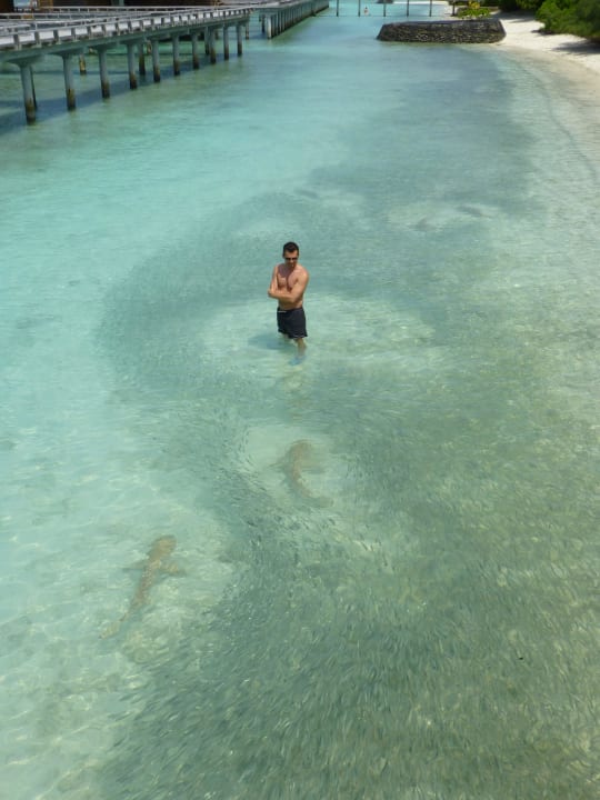 Haie Kuramathi Maldives