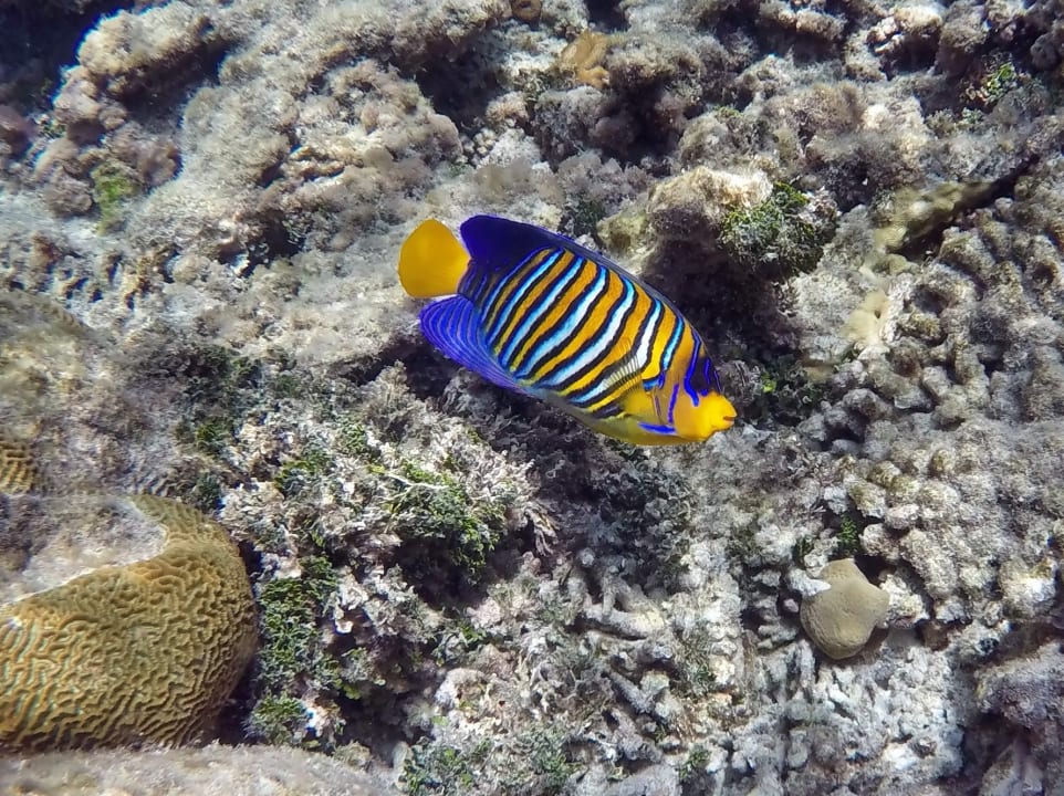 Pfauenkaiserfisch NH Collection Maldives Havodda Resort