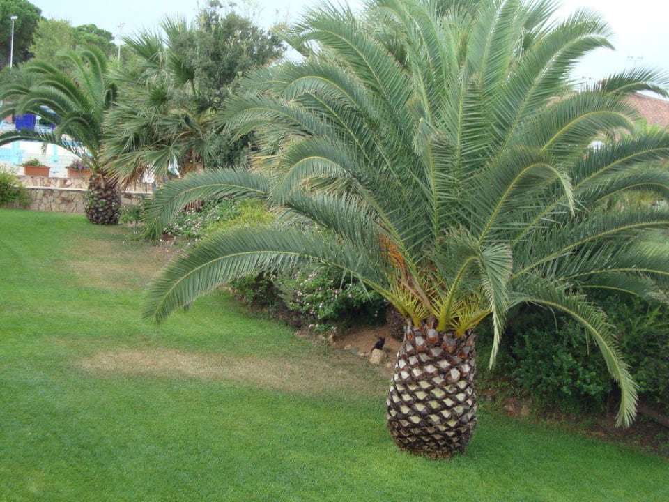 Gartenanlage Tirreno Resort