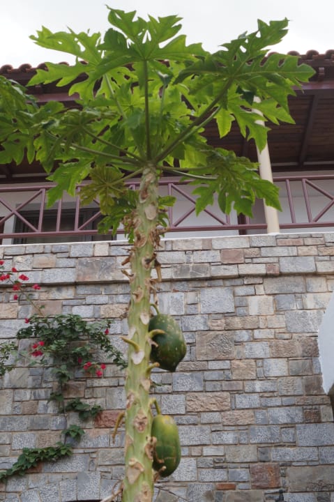 Gartenanlage Hotel Malia Holidays